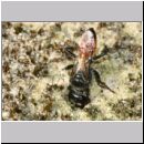 Astata boops - Wanzengrabwespe w06c 9mm Sandgrube Niedringhaussee-det.jpg